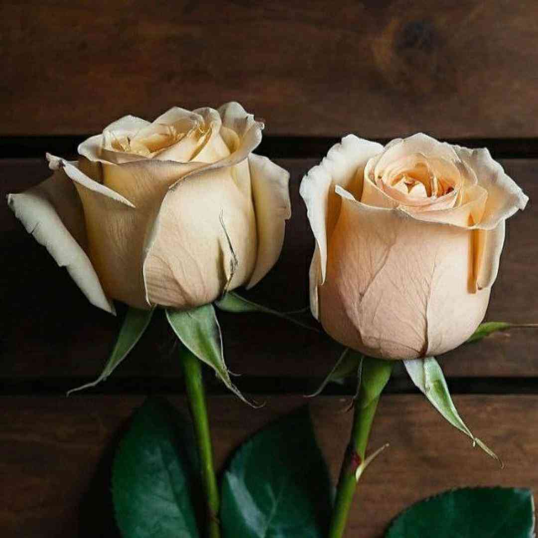 خیابون چپ چپ نگاه میکردن همه هولا