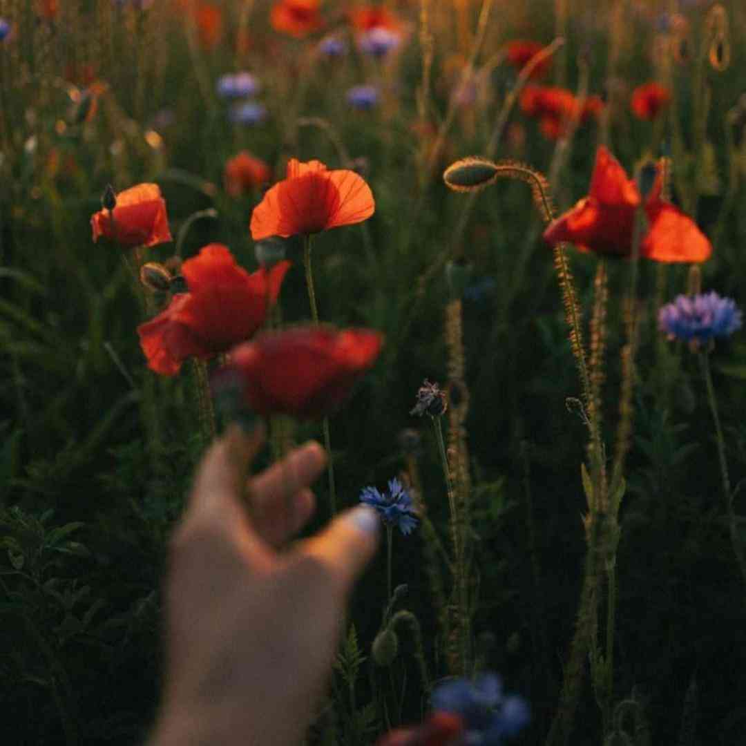  الان کوشی پس چرا خاموشه این گوشی