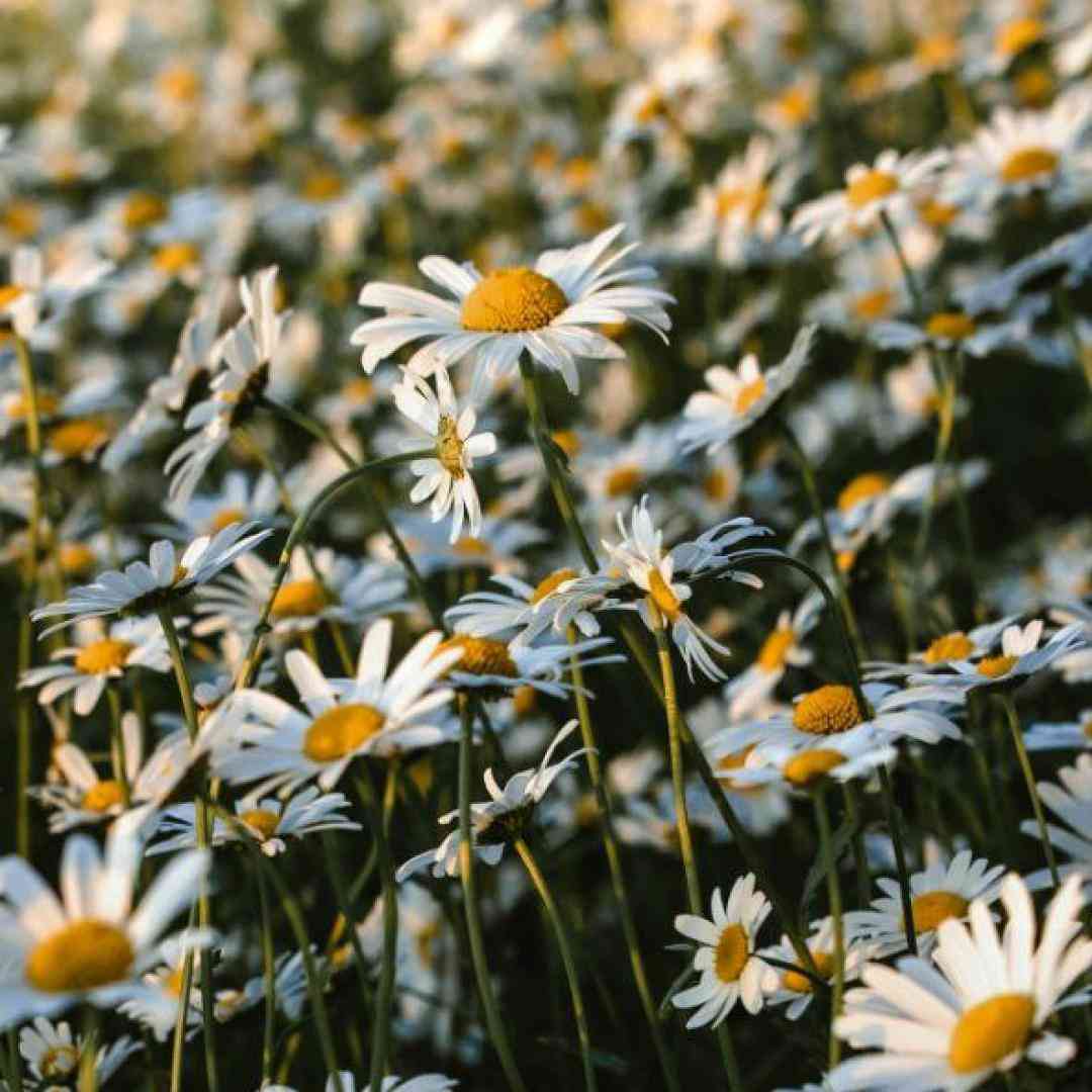  نگاه دیگه نمیای به چشام چشات شده بغض