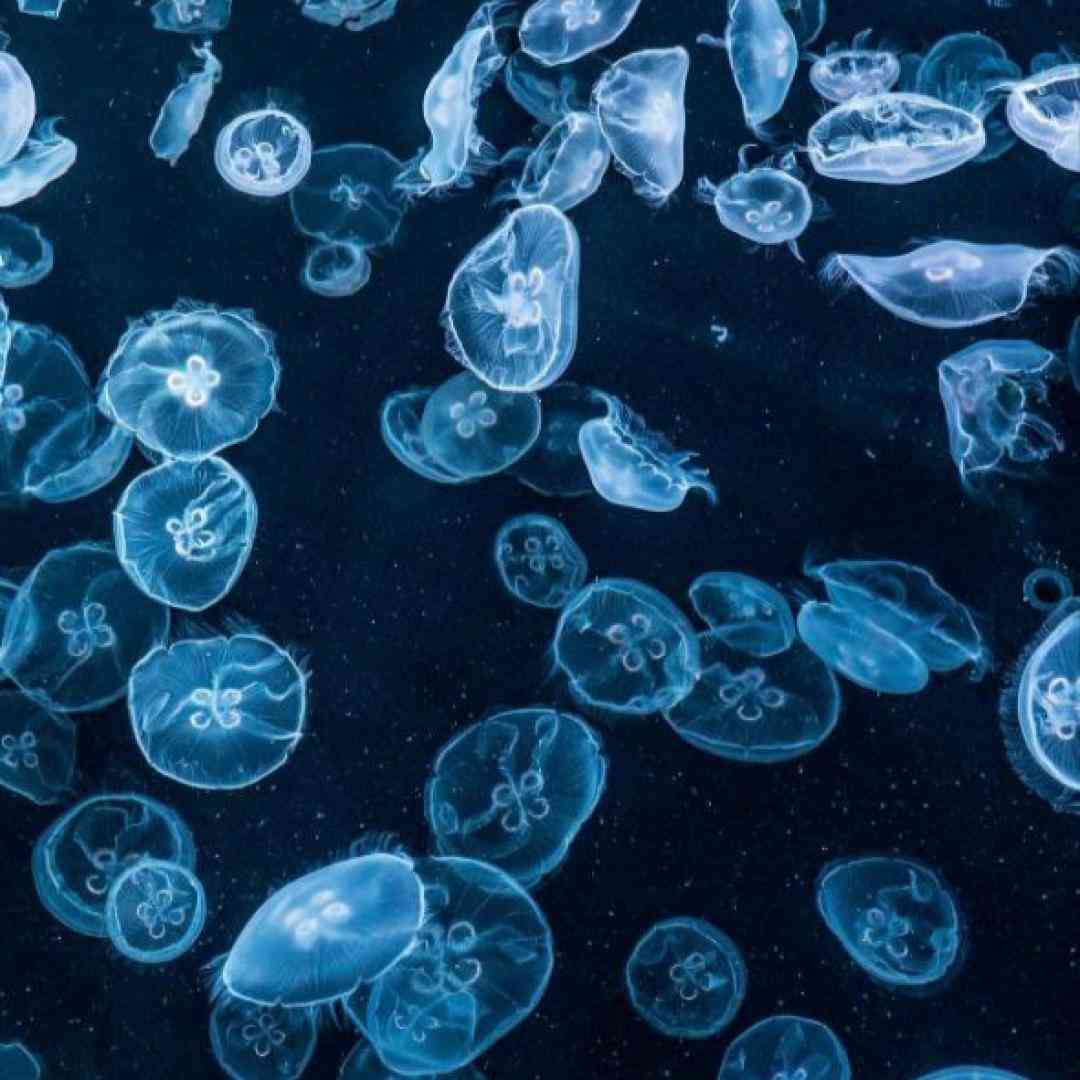 آستاره بختیاری ربنا