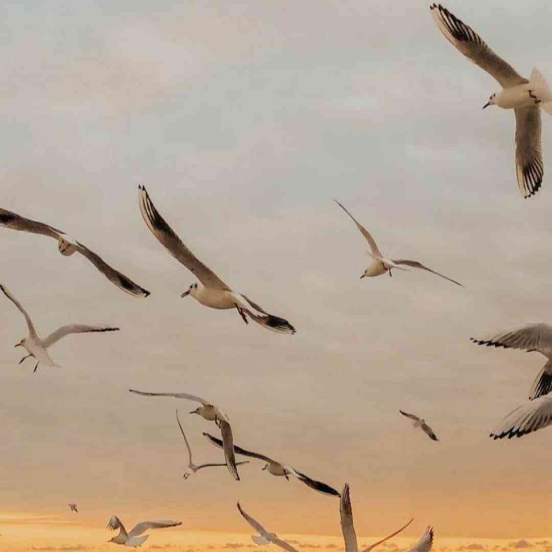 سنا برزنجه بیلانه