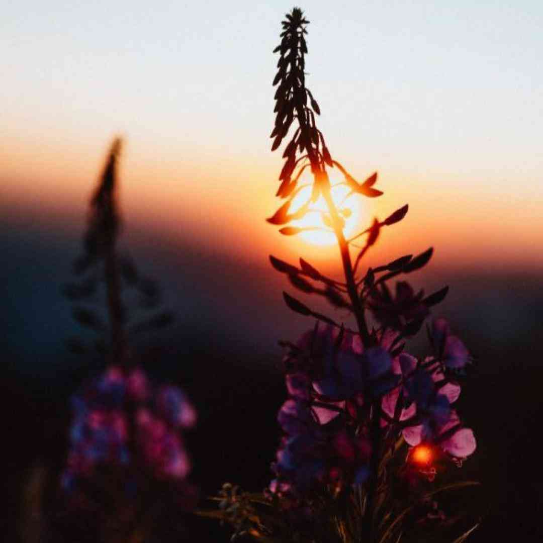  شدی لاشی دیگه نیستی مال من تو سوخته کردیت