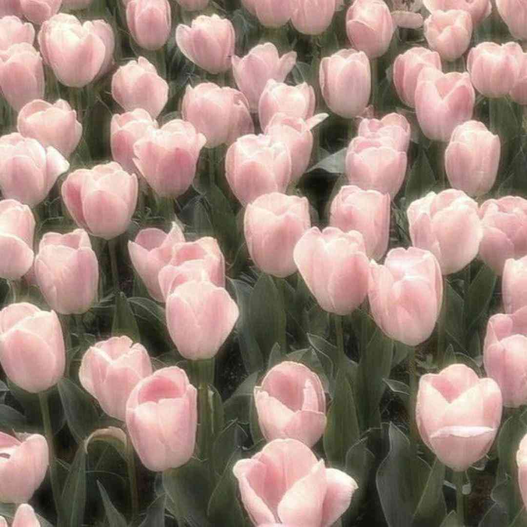  تنگ شده دلت برا من باید بدی قرص بالا اگه نباشم