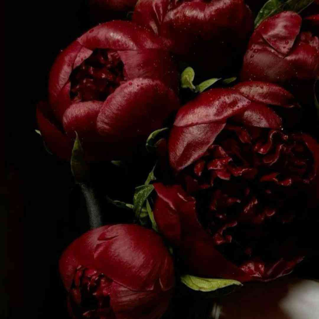  مثل من کی میسوزه پای تو کی میمیره واسه چشای تو