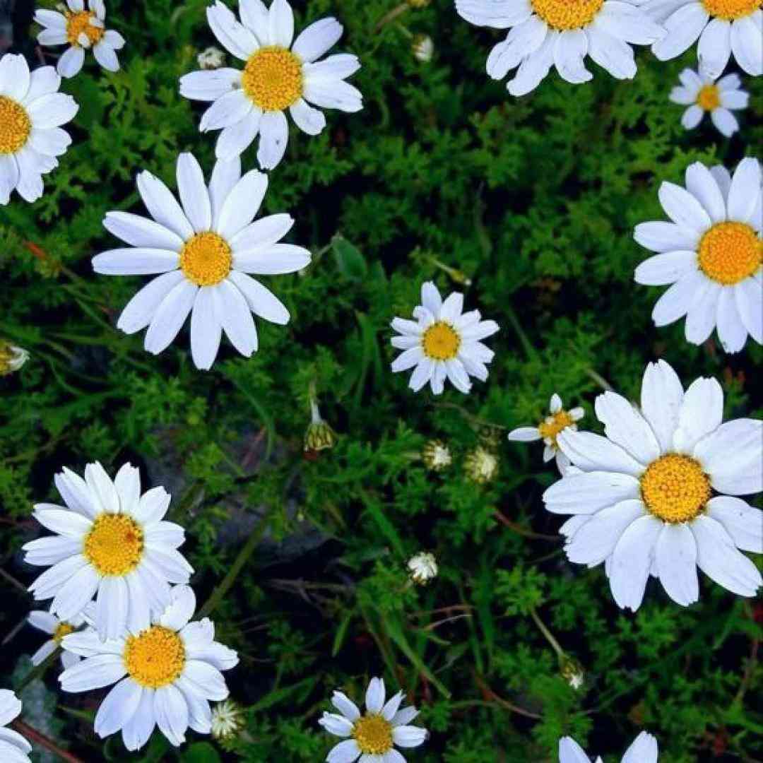  هه دوست داروم چن براری با صدای دختر اینستایی