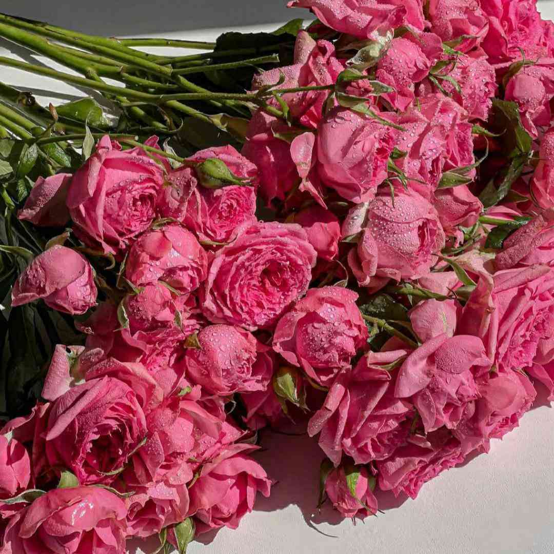  شدی از دستم خسته رسما شاید عشق نبوده قصدت