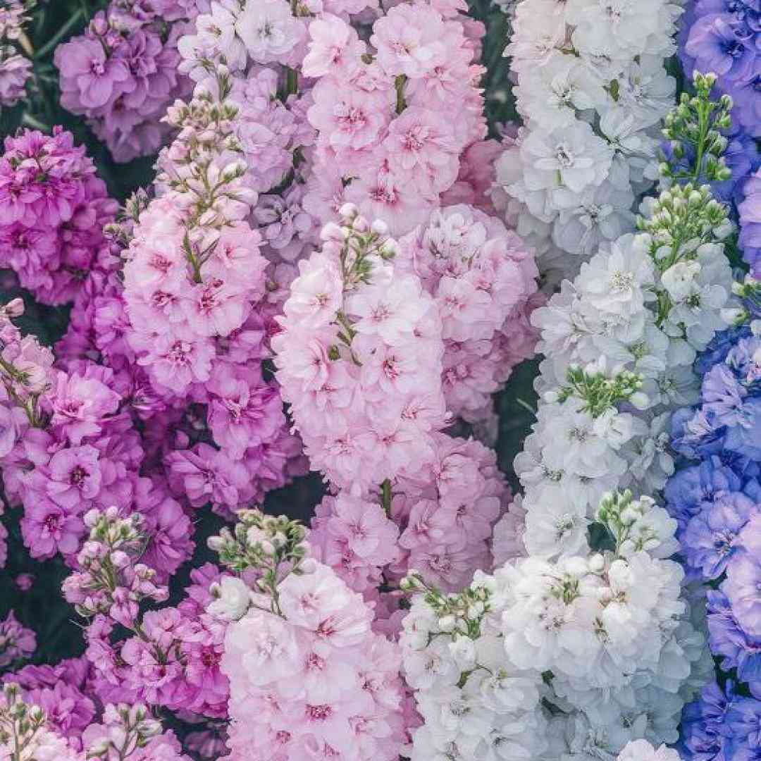 سریع قلبت شیکست کی قده من درکت میکرد (میکس اینستا)