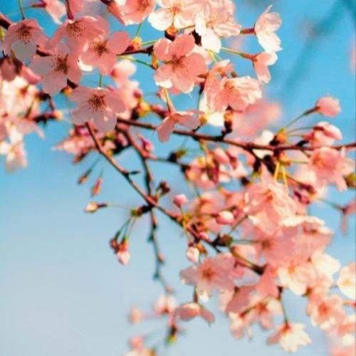 ستایش صادق زاده دختر شیرازی