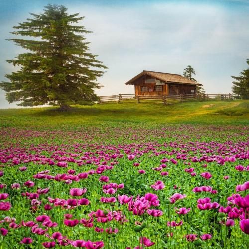  خوشی واسه من قدر یه بیت آزادی بود