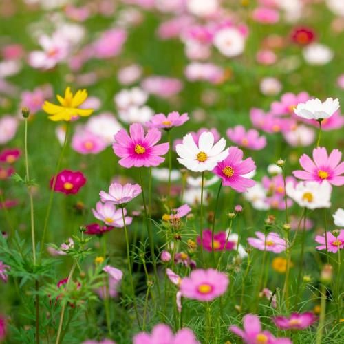  مامان دیدی چجوری این دلمو تقصیر خودمه