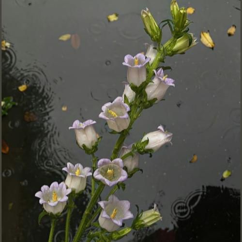مامان گریه نکن الان من خوبم با صدای دختر