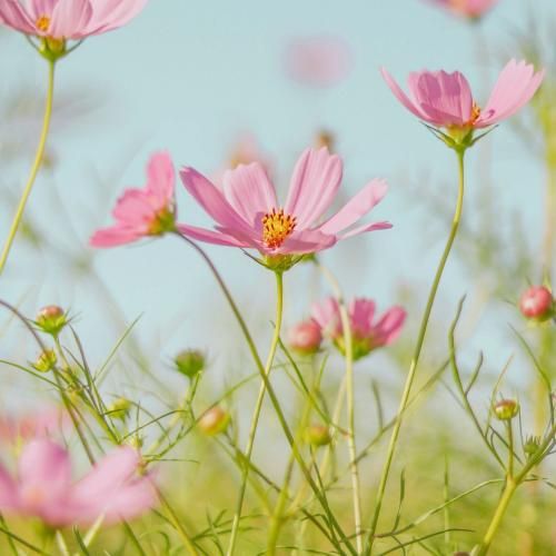 فاطمه مهلبان ته خواهونی
