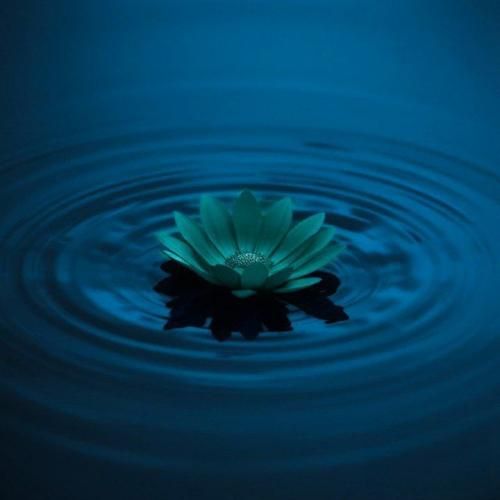  دوست دارم یعنی چی باید برای هم معنی شیم