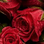 ای دختر قلب منه هیچوقت براش بد نبین (ترند اینستا)