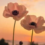 دانلود ریمیکس جدید گلوم پر بغضه هوا روشن شده دیگه دم صبحه